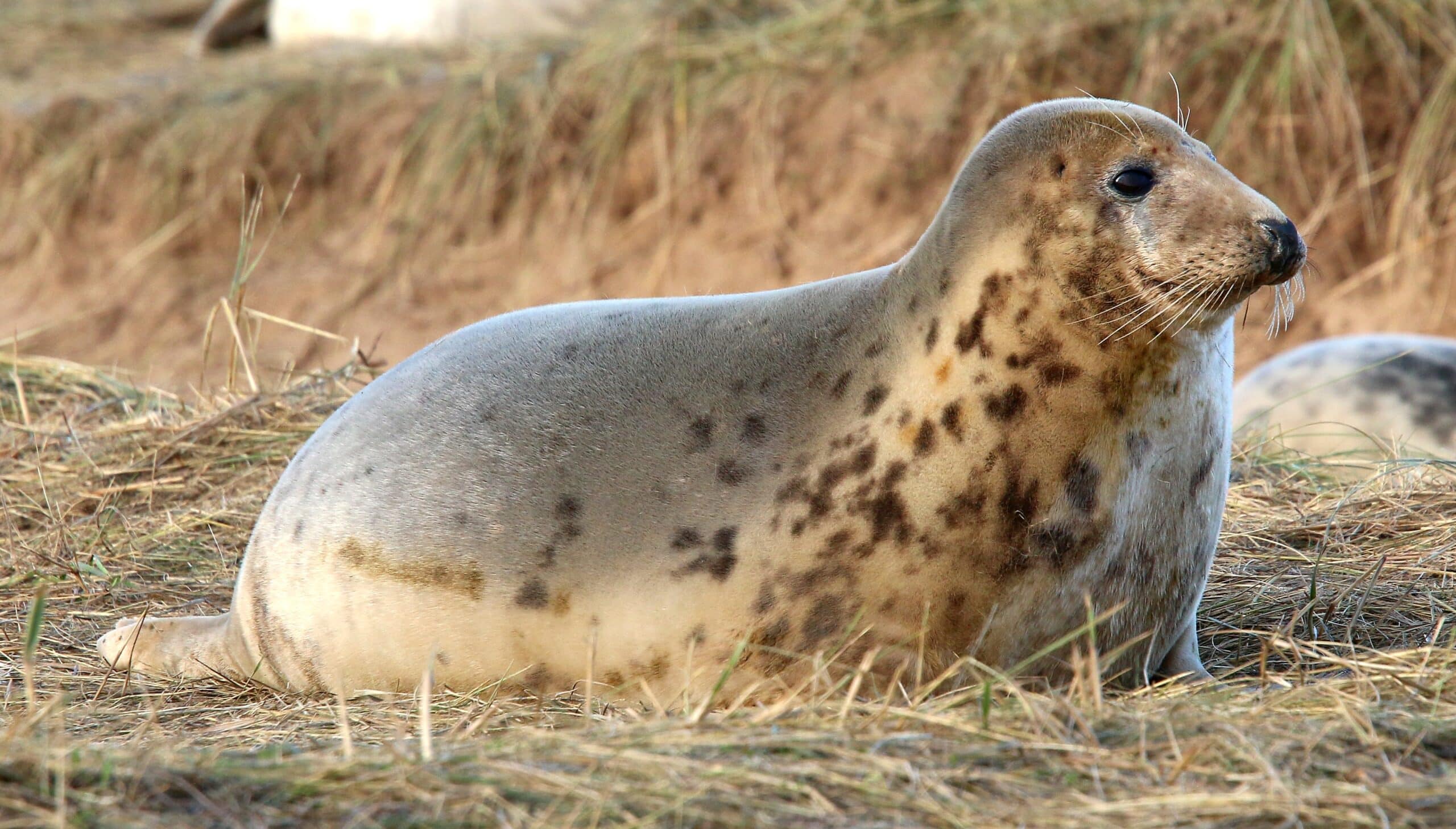 Donna Nook NNR – Grey Seal pupping and breeding season – 24963385538 Donna Nook NNR – Grey Seal pupping and breeding season – 24963385538