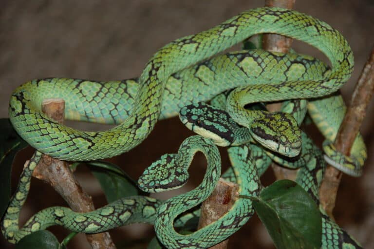 Guatemalan Palm Viper (Pit Viper) Guatemalan Palm Viper (Pit Viper)