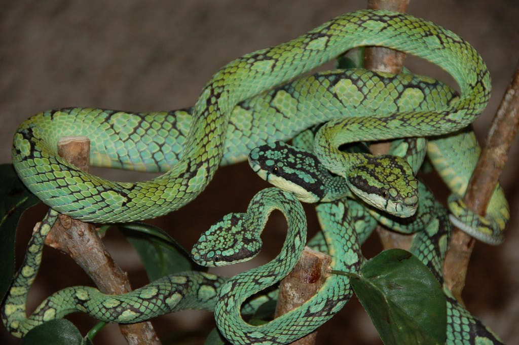 Guatemalan Palm Viper (Pit Viper) Guatemalan Palm Viper (Pit Viper)