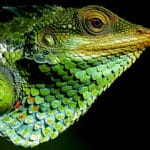 Lizard