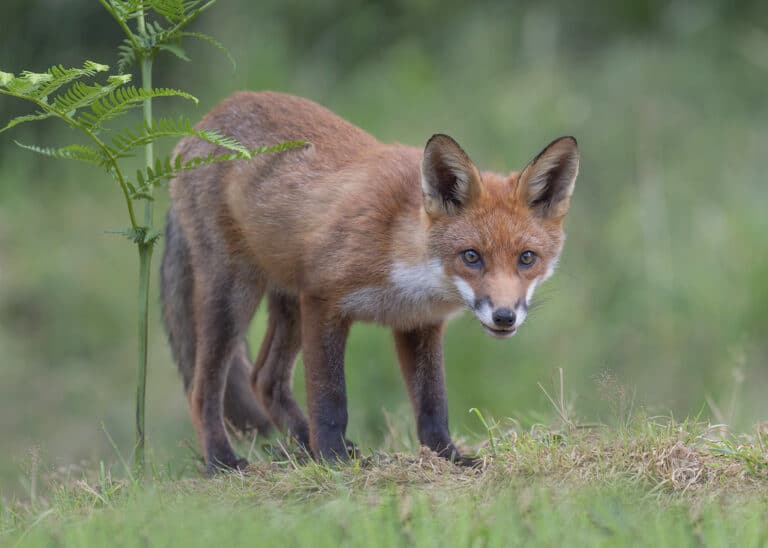 Fox – Vulpes vulpes Fox – Vulpes vulpes