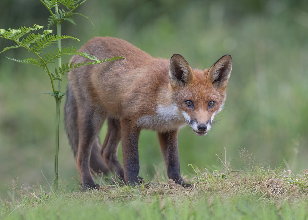 Fox – Vulpes vulpes Fox – Vulpes vulpes