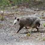 Opossum