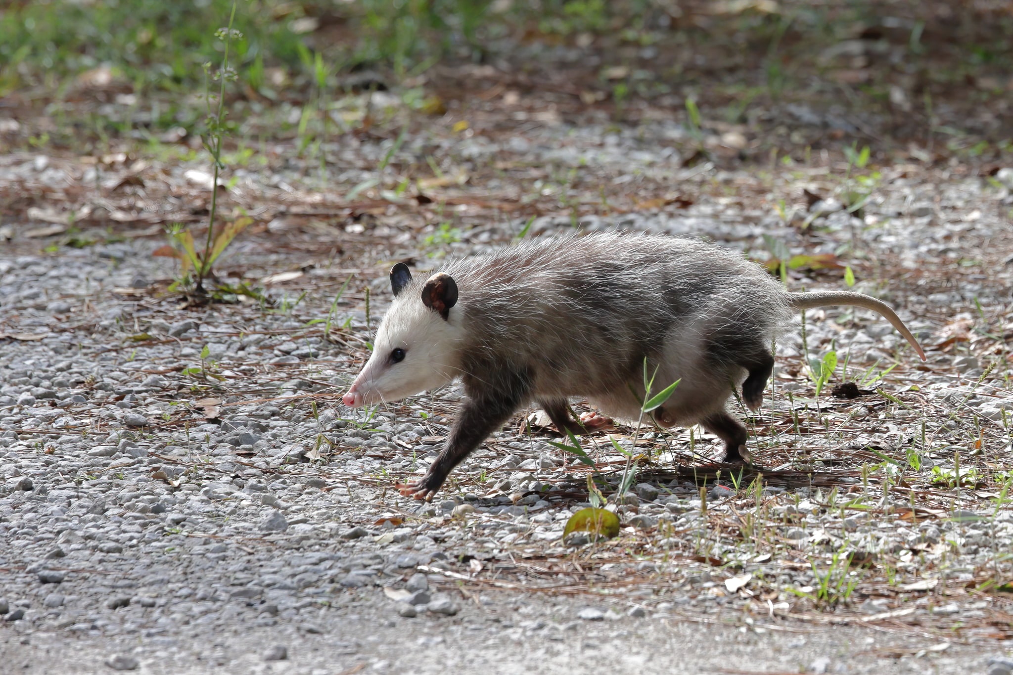 Didelphis virginiana 189957925 Didelphis virginiana 189957925 Opossum