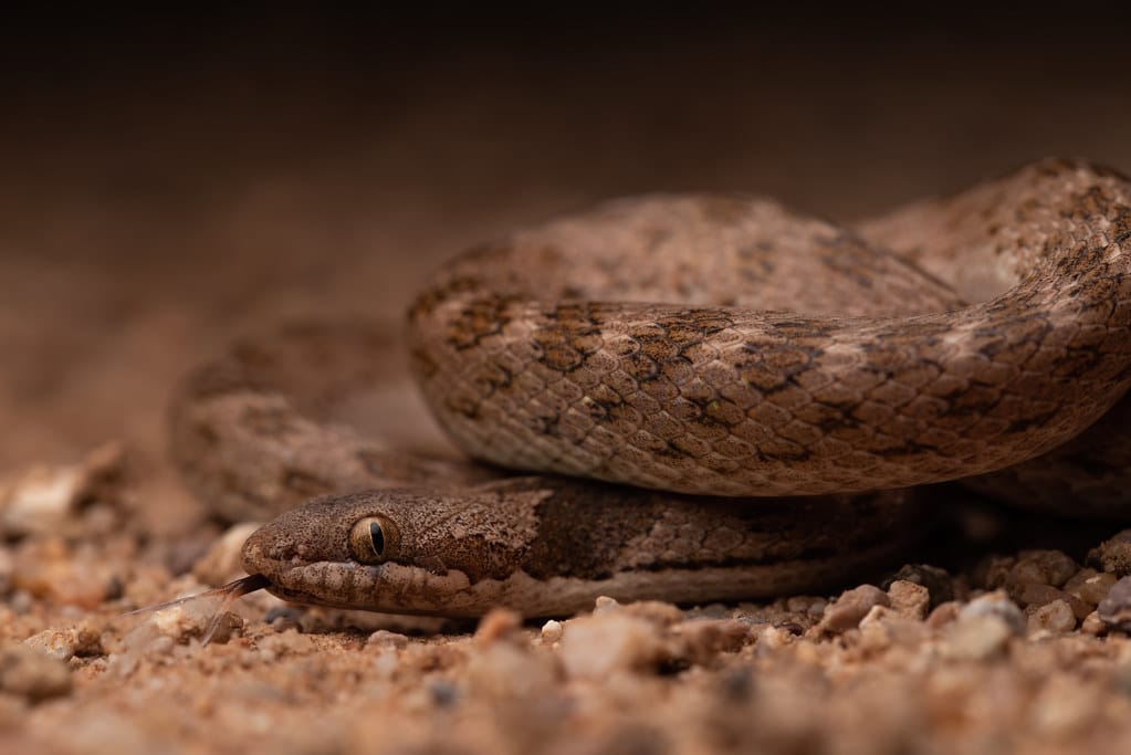 Night Snake, Hypsiglena torquata (Günther, 1860) Night Snake, Hypsiglena torquata (Günther, 1860)