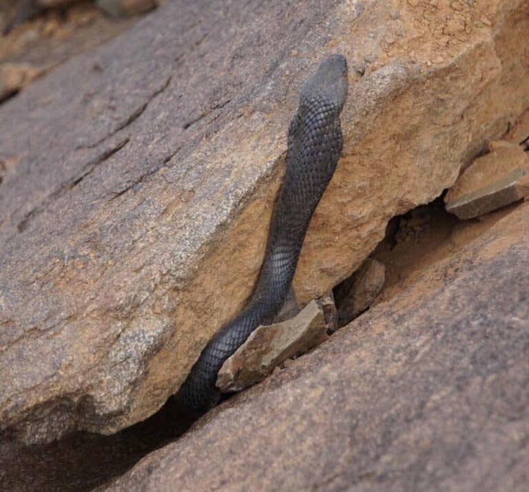 Naja nigricincta woodi 158663423