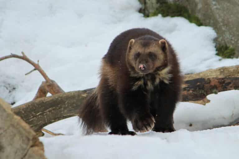 File:Wolverine (Gulo gulo), Korkeasaari.JPG File:Wolverine (Gulo gulo), Korkeasaari.JPG