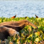 Anteater