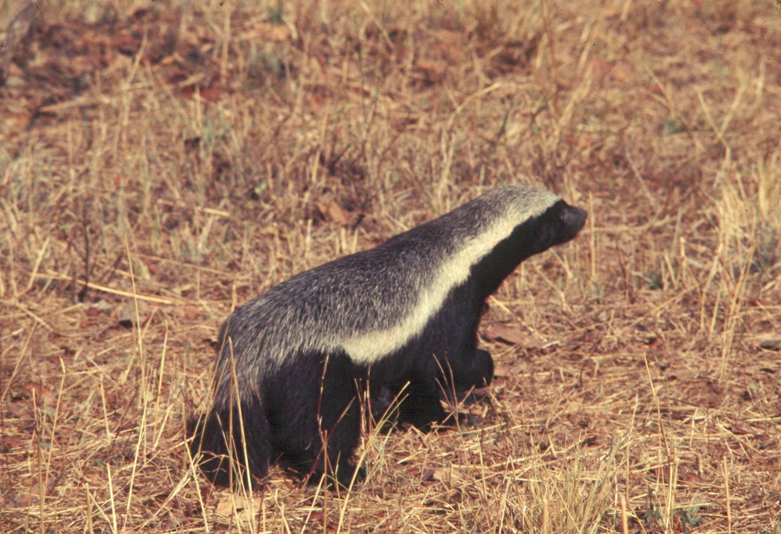 Honey badger walking in grass Honey badger walking in grass
