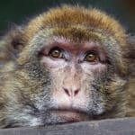 Macaque