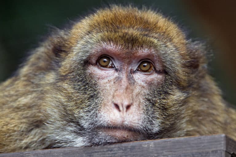 Bored macaque Bored macaque Macaque