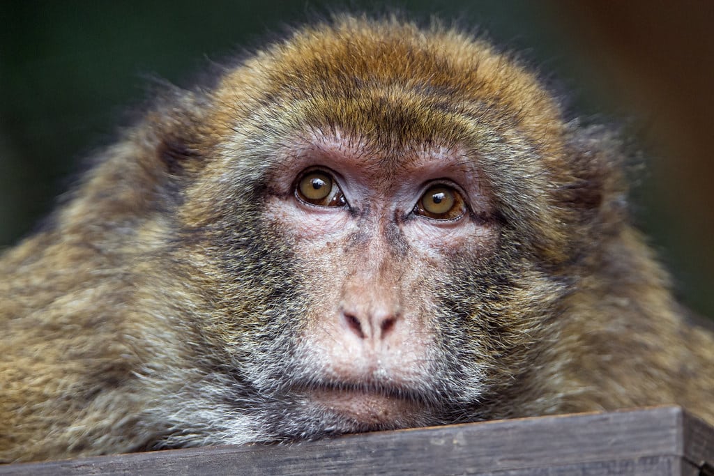 Bored macaque Bored macaque Macaque