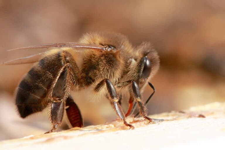 Apis mellifera mellifera, 04