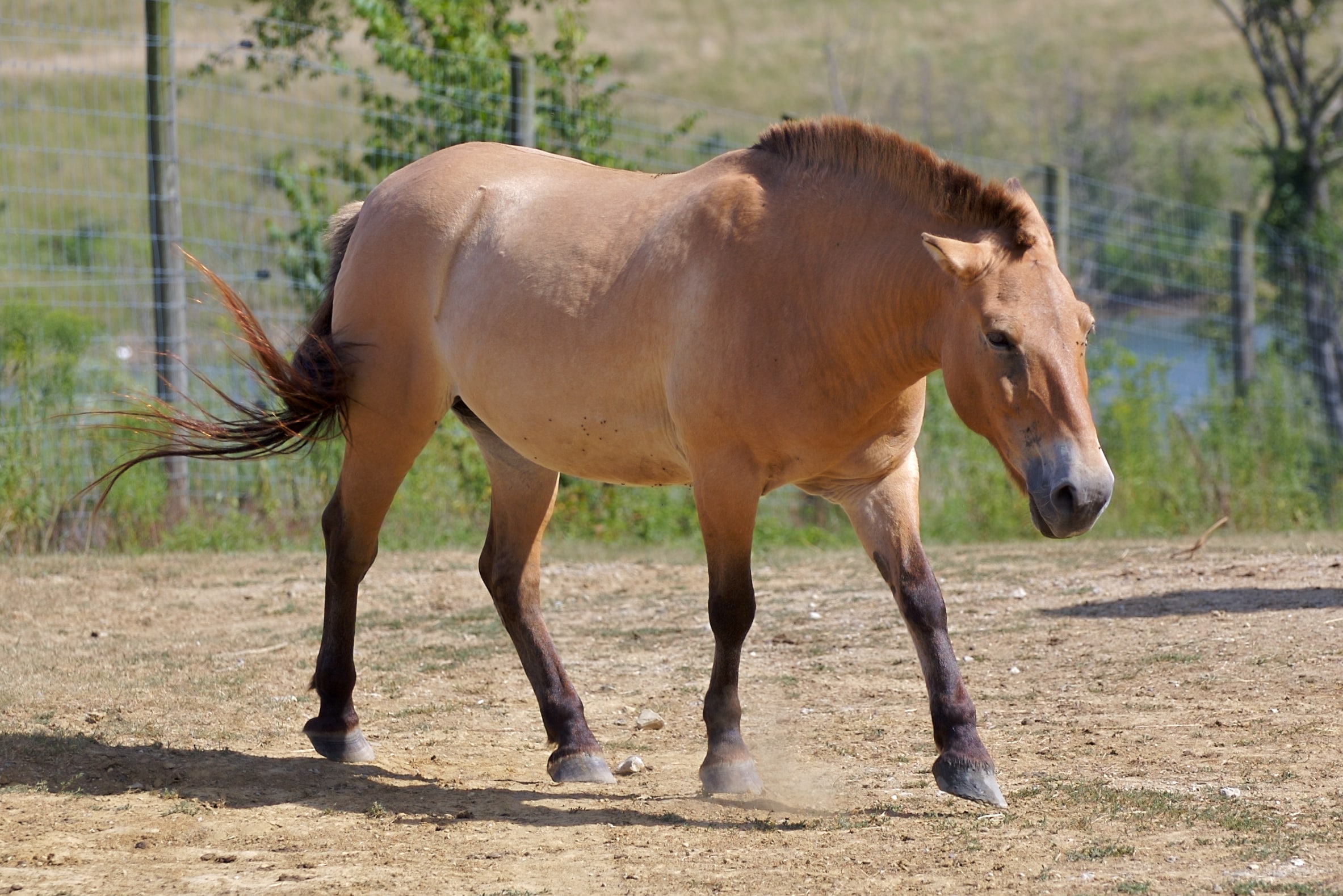 File:Przewalski’s Horse at The Wilds.jpg