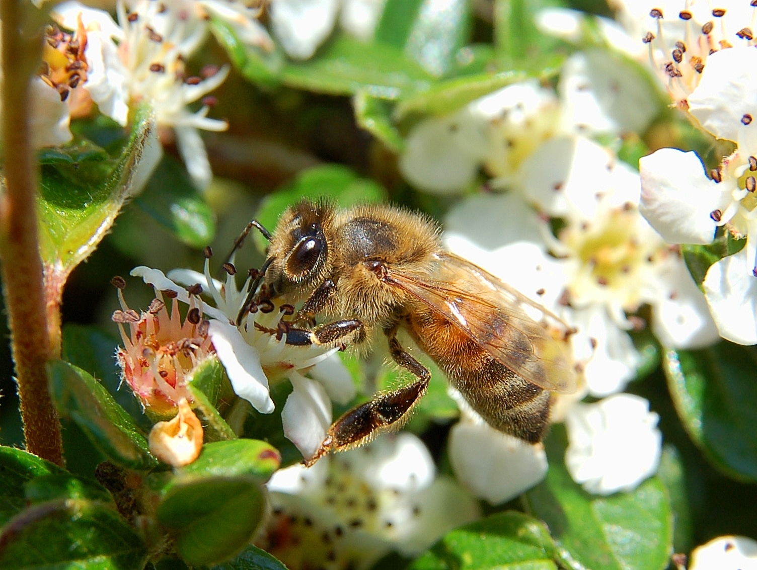 Apis mellifera Luc Viatour