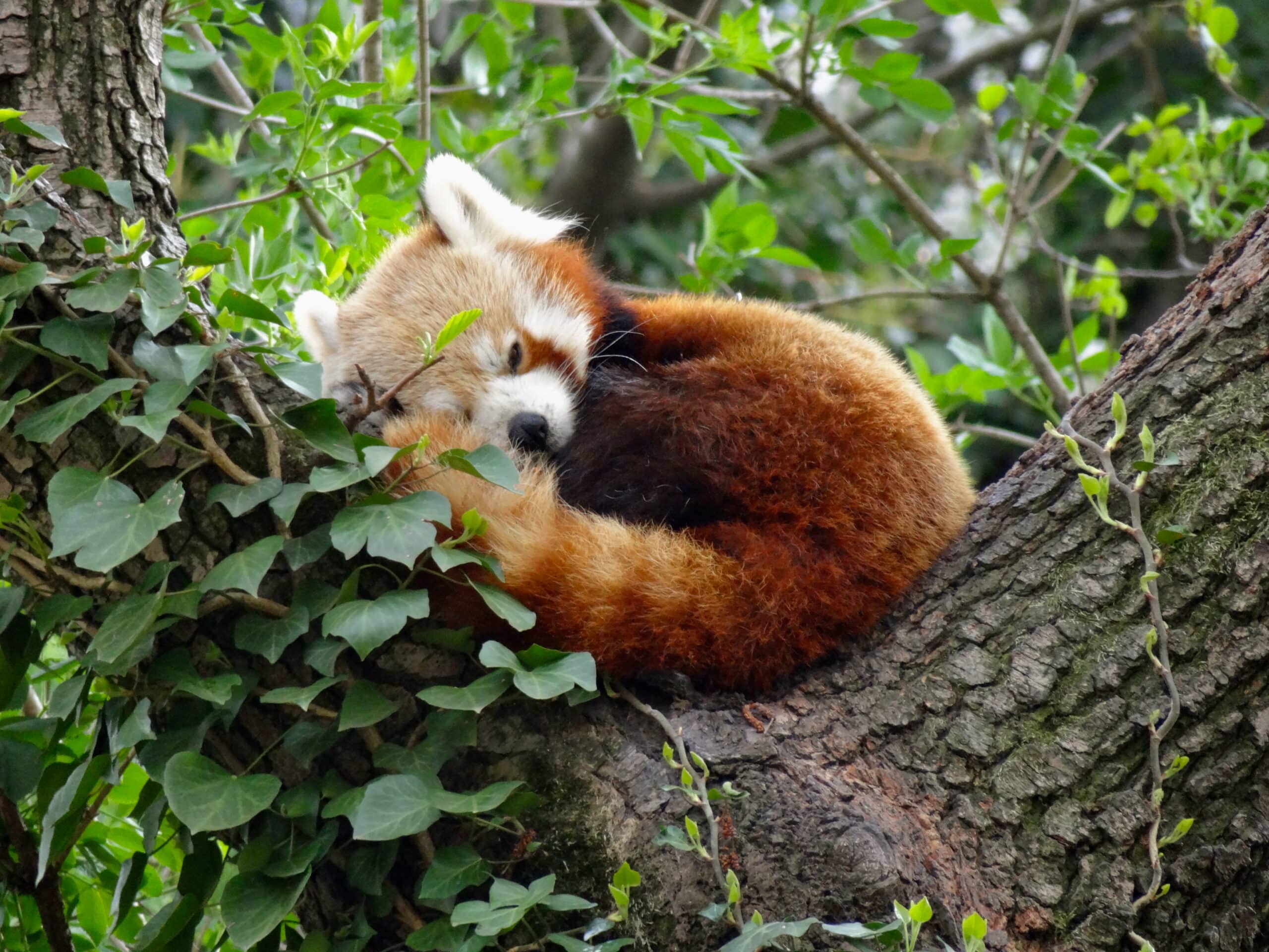 File:Panda minore (Ailurus fulgens).JPG File:Panda minore (Ailurus fulgens).JPG