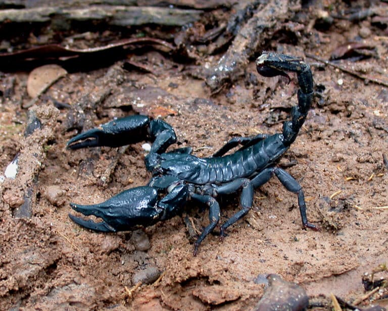 Heterometrus spinifer (Ehrenberg, 1828) Asian Forest Scorpion (6246043808) Heterometrus spinifer (Ehrenberg, 1828) Asian Forest Scorpion (6246043808)