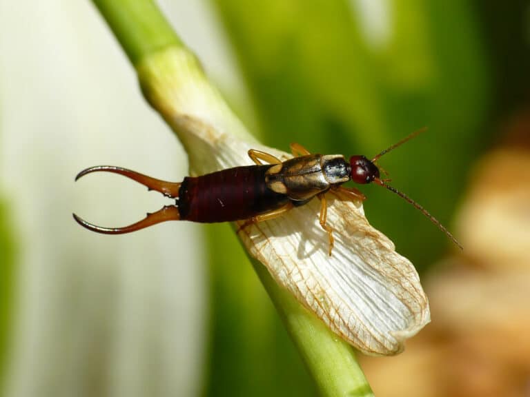European Earwig (Forficula auricularia) European Earwig (Forficula auricularia)