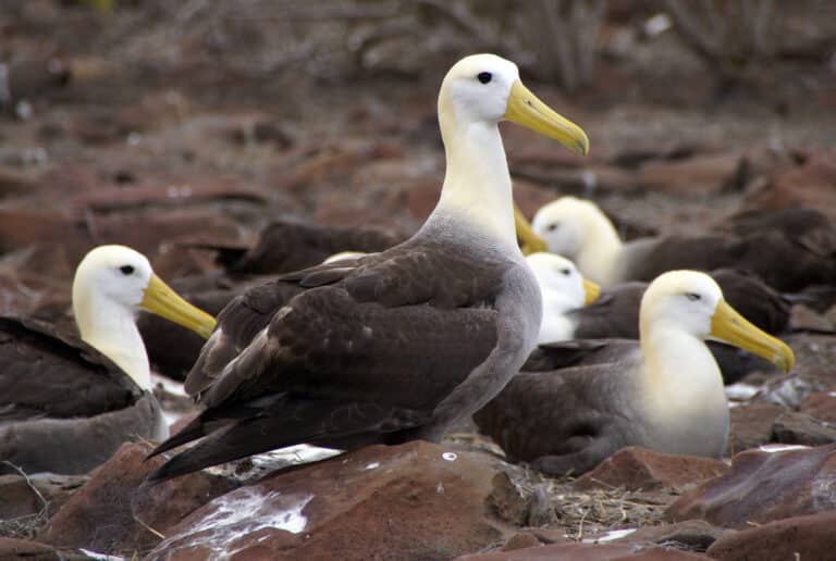 Waved Albatross (Phoebastria irrorata) -Espanola -Punta Suarez3 Waved Albatross (Phoebastria irrorata) -Espanola -Punta Suarez3