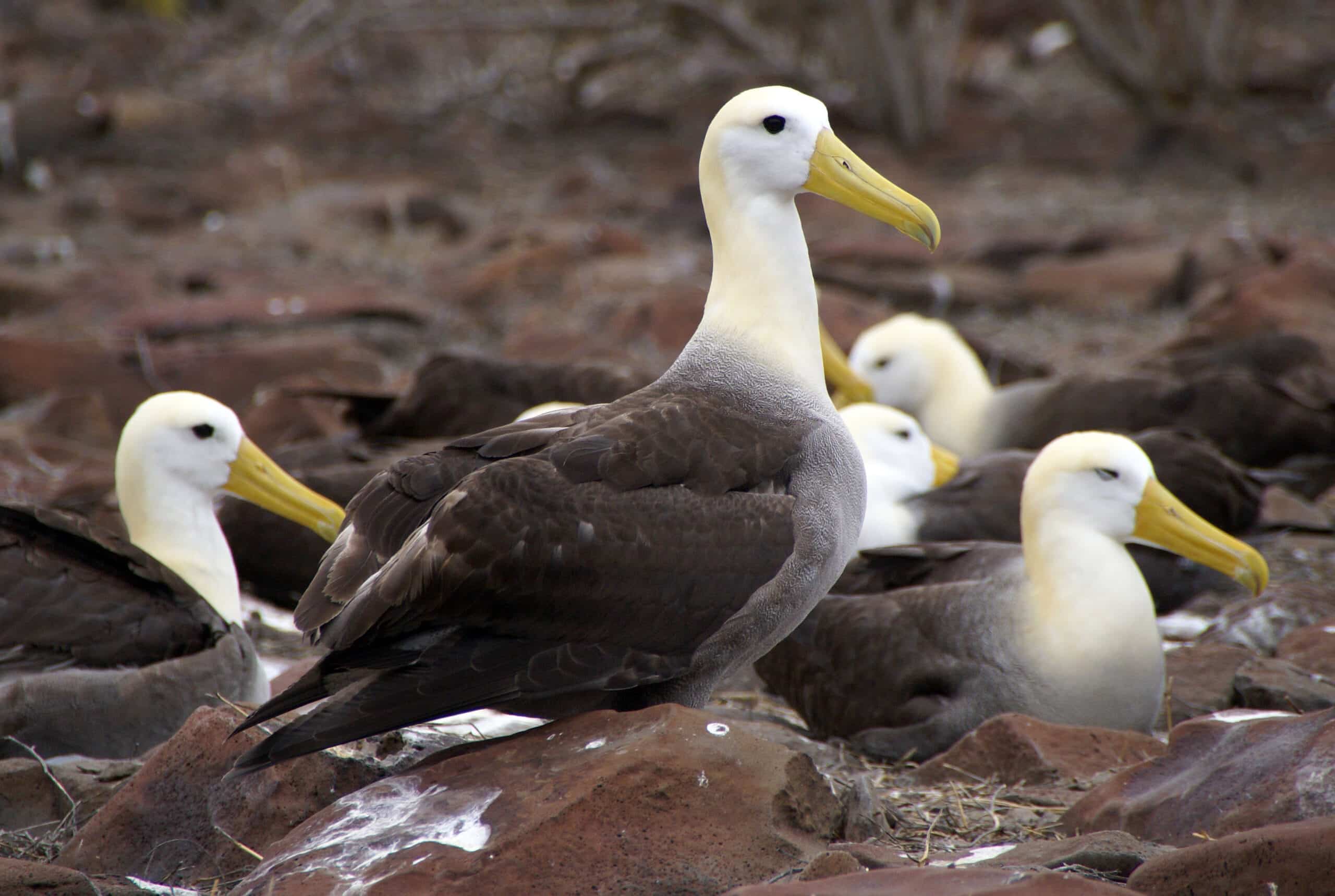 Waved Albatross (Phoebastria irrorata) -Espanola -Punta Suarez3 Waved Albatross (Phoebastria irrorata) -Espanola -Punta Suarez3