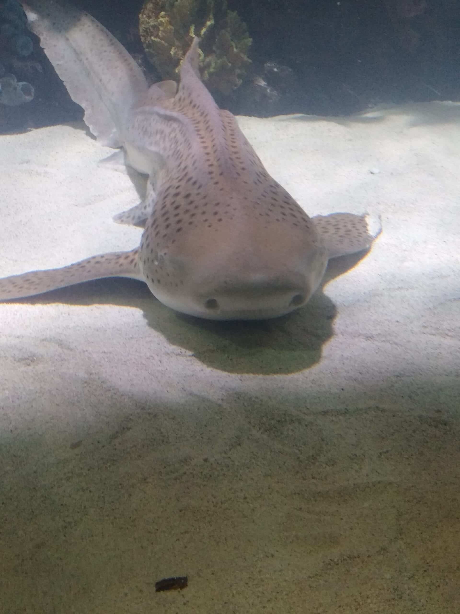 Zebra Shark at Dallas Children’s Aquarium Zebra Shark at Dallas Children’s Aquarium