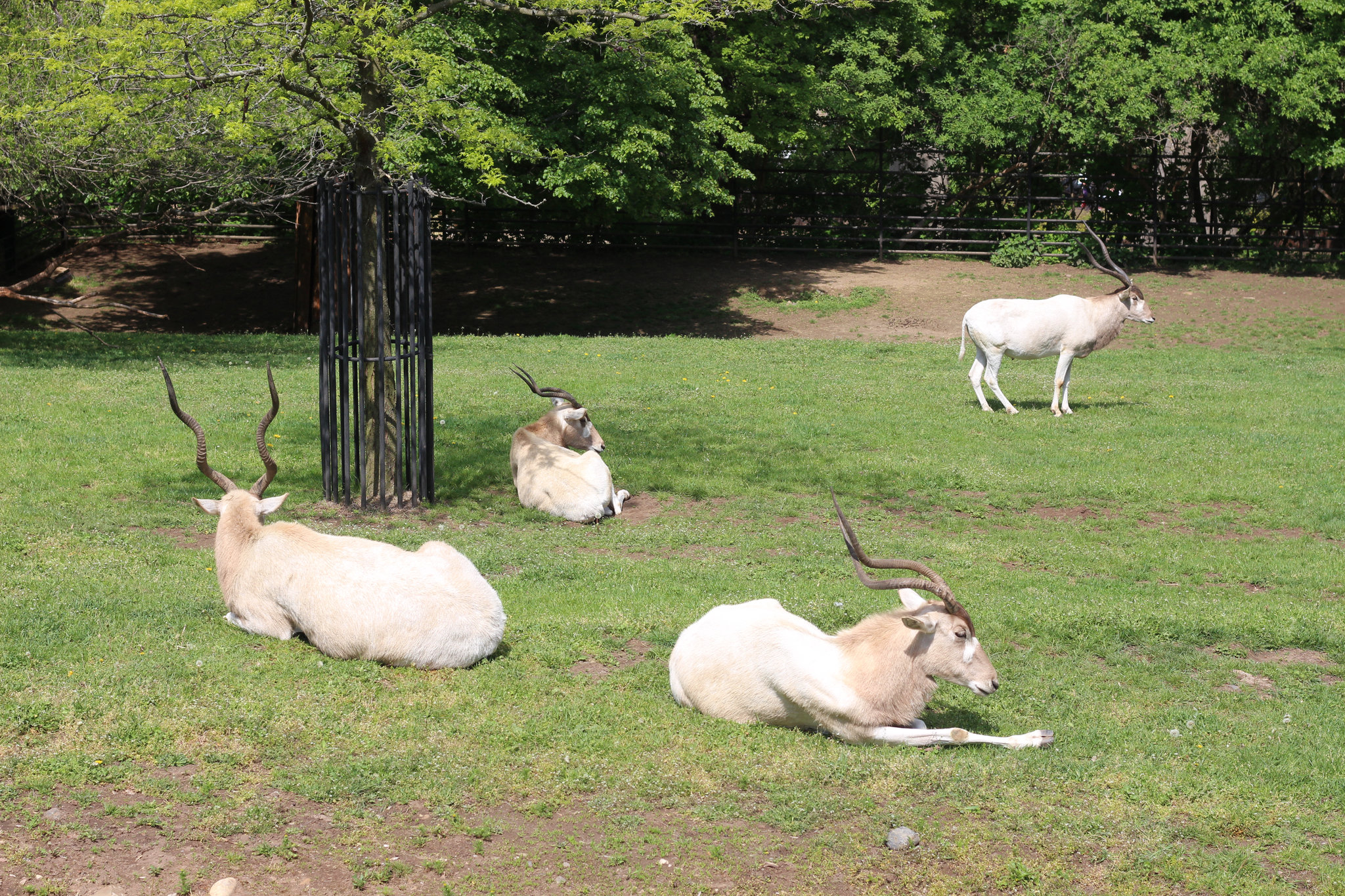 Addax nasomaculatus in Prague Zoo (1) Addax nasomaculatus in Prague Zoo (1)