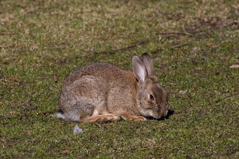 Oryctolagus cuniculus