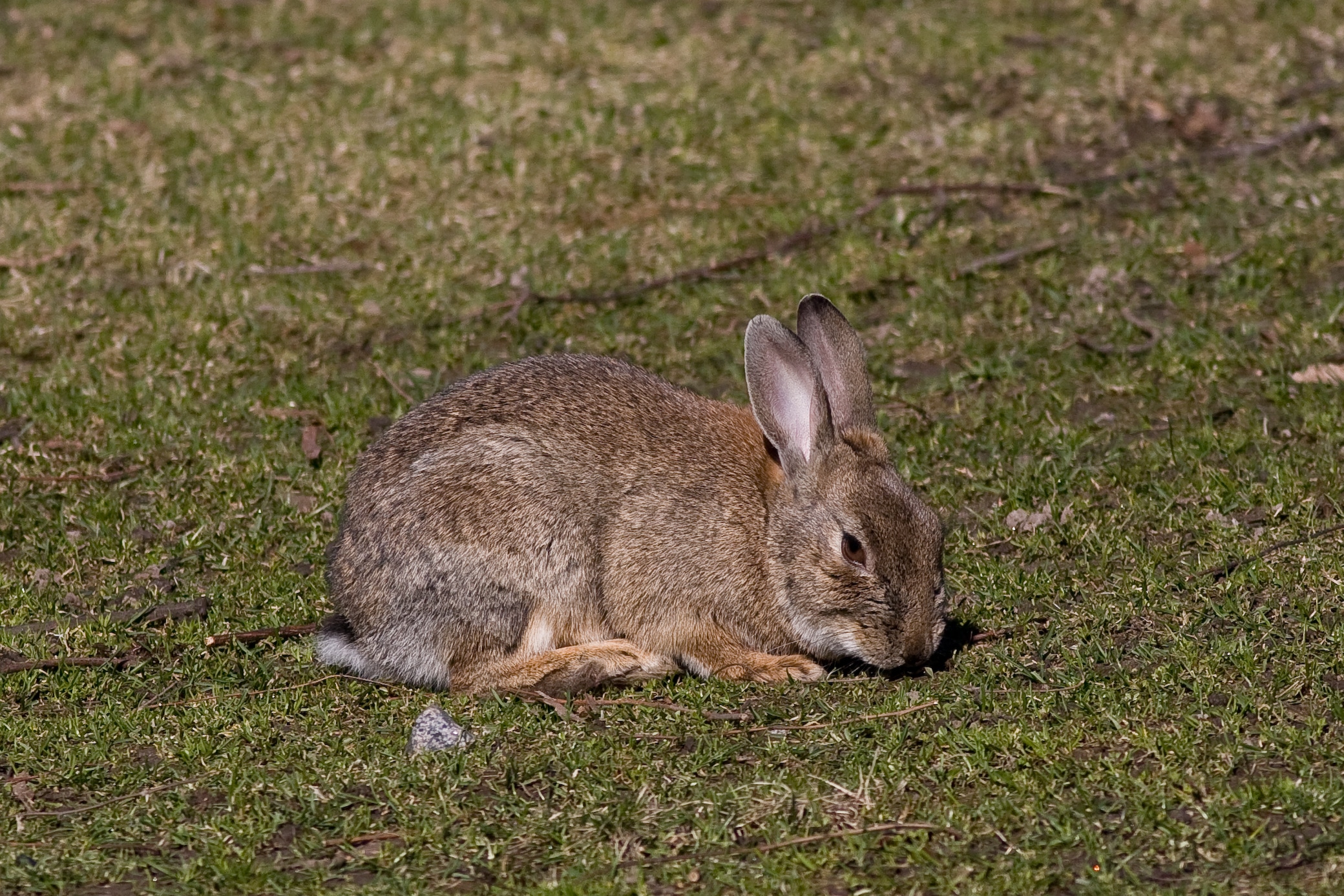 Oryctolagus cuniculus