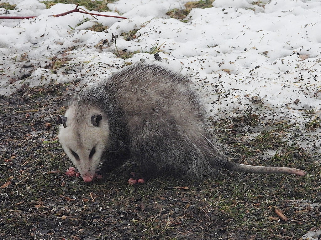 Virginia Opossum (Didelphis virginiana) 2023-02-07 (6) Virginia Opossum (Didelphis virginiana) 2023-02-07 (6)