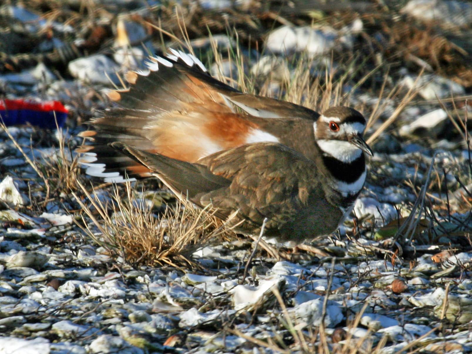 Killdeer (Charadrius vociferus) RWD1 Killdeer (Charadrius vociferus) RWD1