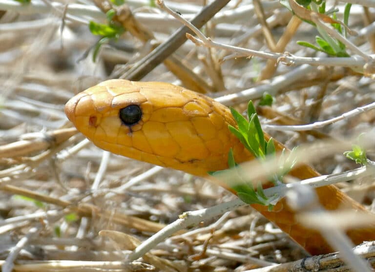 Cape Cobra (Naja nivea) looking out of a bush …