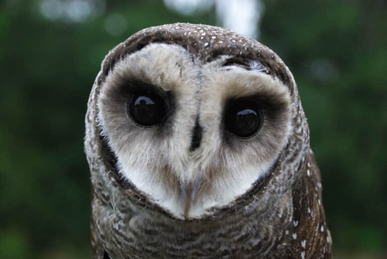 File:Lesser Sooty Owl at Bonadio’s Mabi Wildlife Reserve.jpg File:Lesser Sooty Owl at Bonadio’s Mabi Wildlife Reserve.jpg Owl