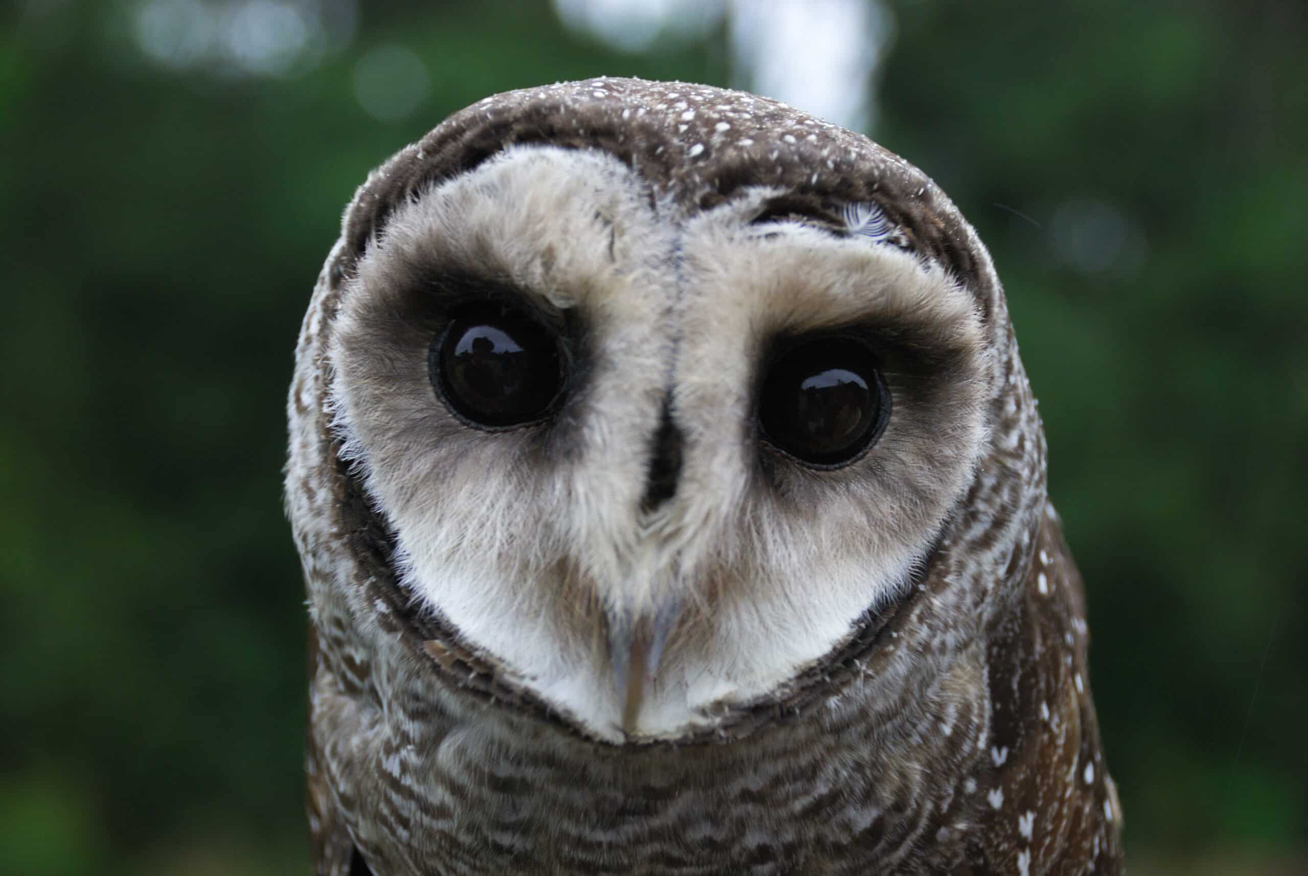 File:Lesser Sooty Owl at Bonadio’s Mabi Wildlife Reserve.jpg File:Lesser Sooty Owl at Bonadio’s Mabi Wildlife Reserve.jpg Owl