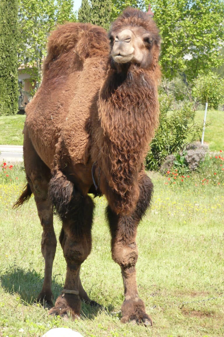 Camelus dromedarius à Mérindol y