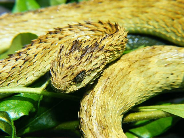 Atheris hispida Atheris hispida Spiny bush viper