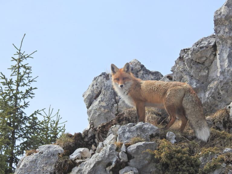 Vulpes vulpes Vulpes vulpes