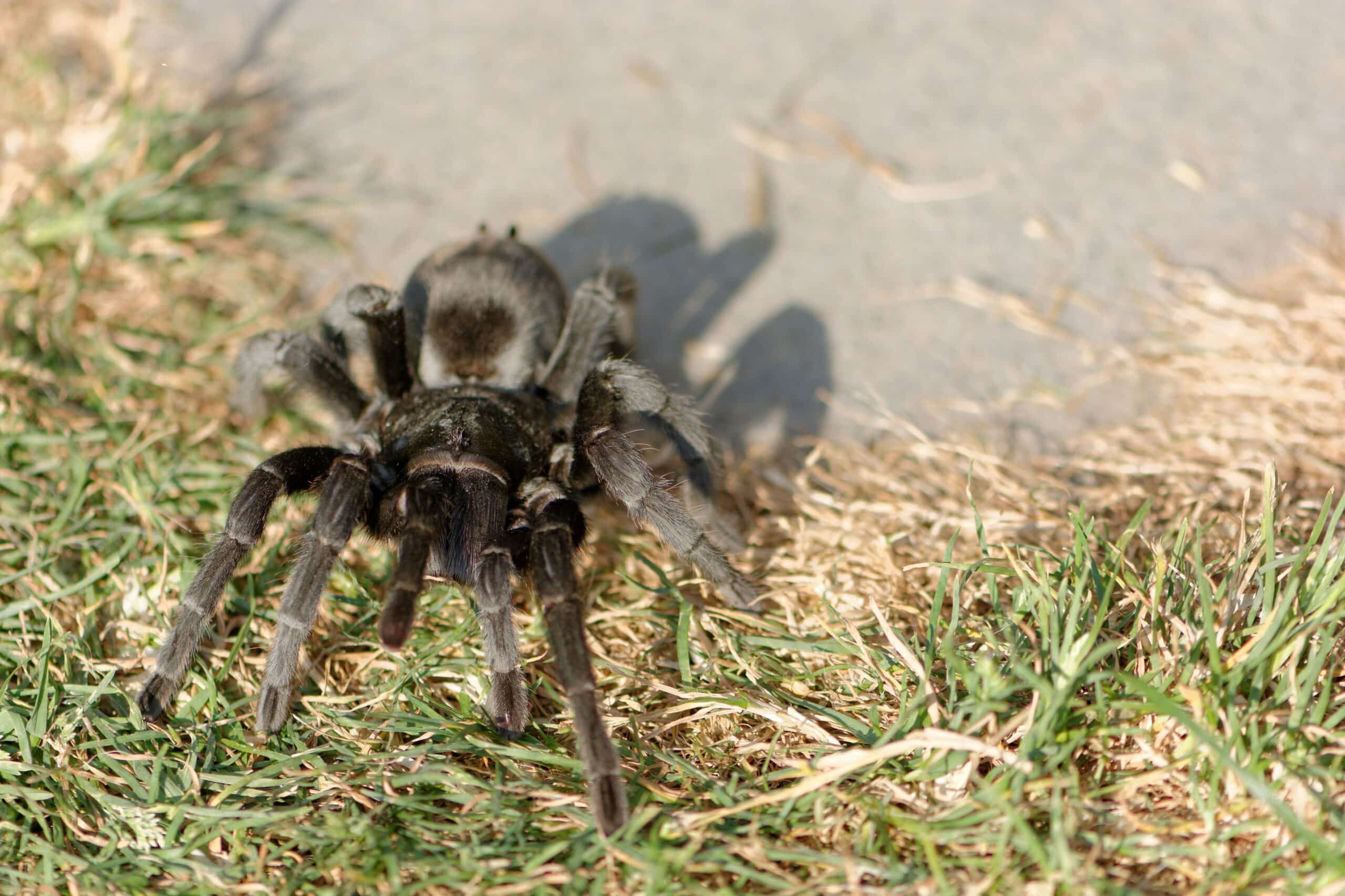 Grammostola pulchra – Brazil black tarentula Grammostola pulchra – Brazil black tarentula Black Tarantula