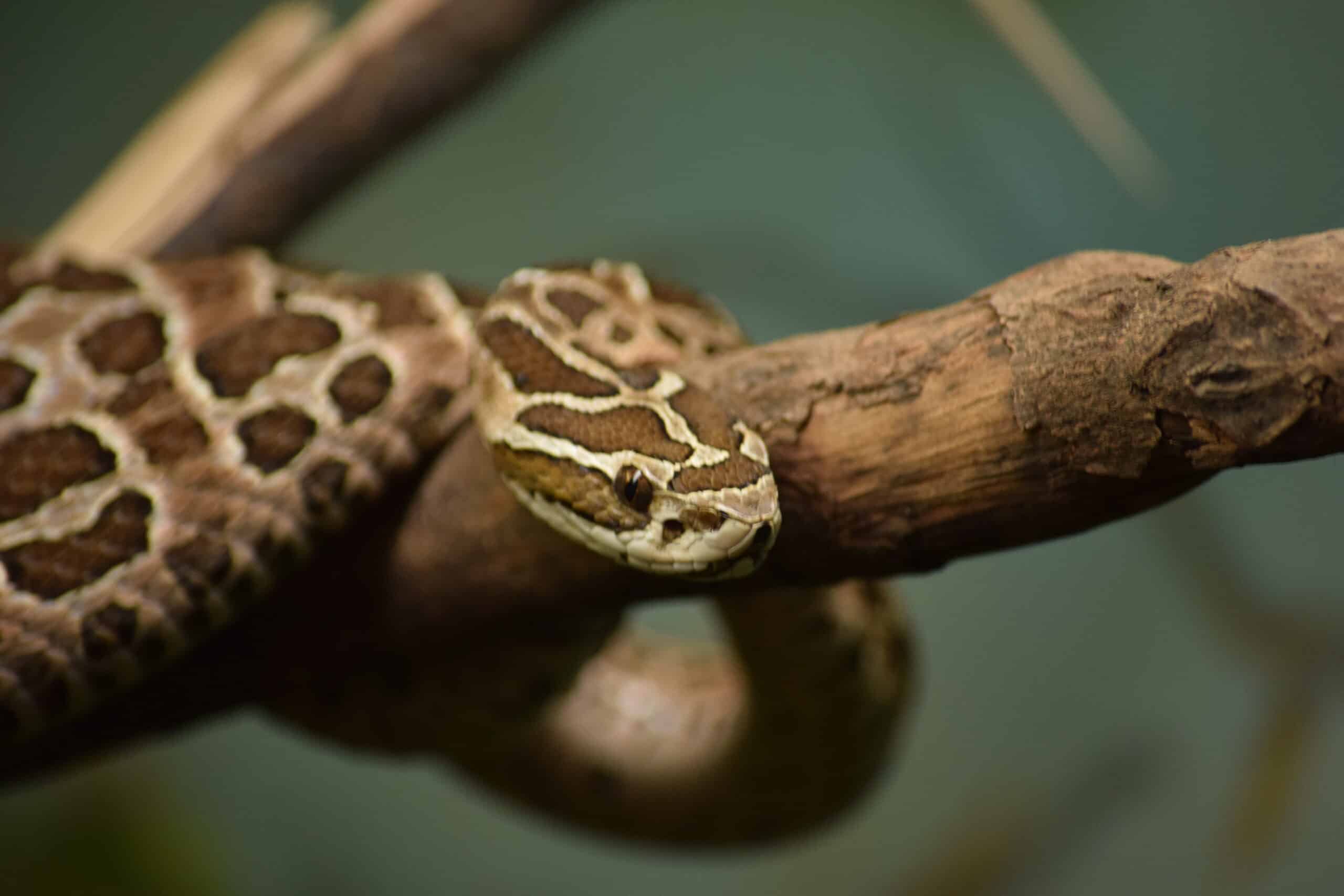 File:Bothrops alternatus Instituto Butantã (3).jpg File:Bothrops alternatus Instituto Butantã (3).jpg