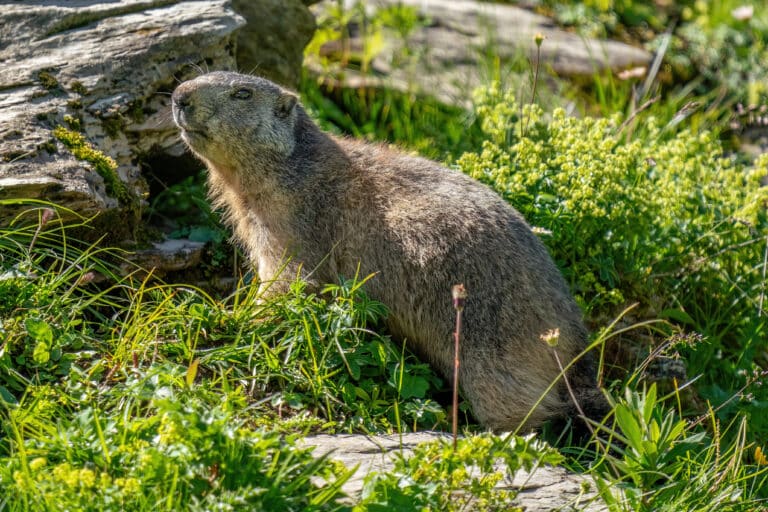 071 Wild marmot at Grand Muveran Nature Reserve Photo by Giles Laurent 071 Wild marmot at Grand Muveran Nature Reserve Photo by Giles Laurent
