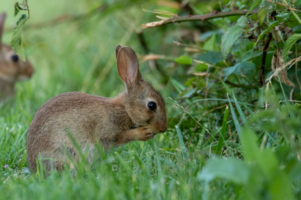 Lapin de garenne (Oryctolagus cuniculus)