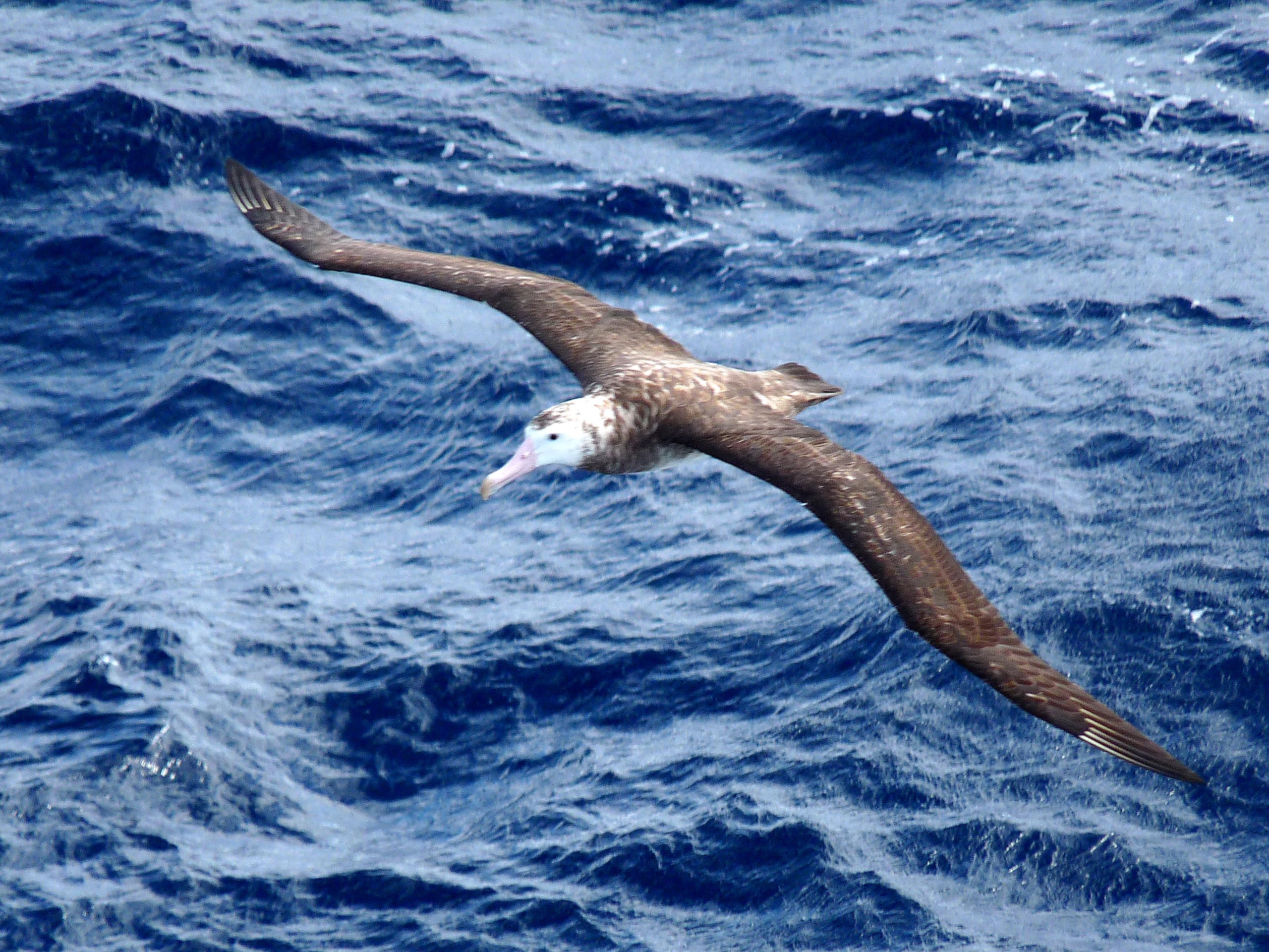 File:Tristan Albatross (1).jpg File:Tristan Albatross (1).jpg
