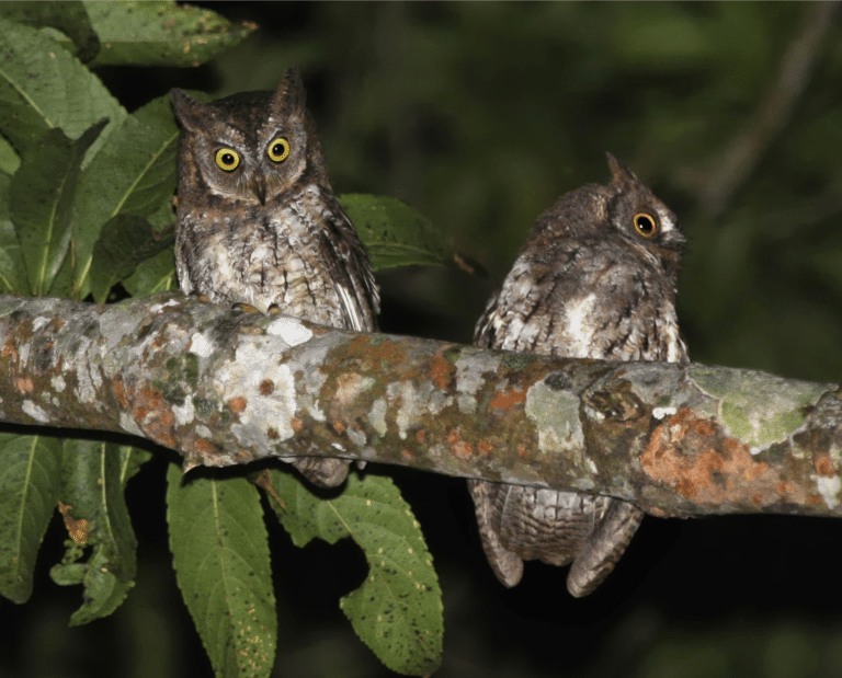Rinjani Scops Owl Otus jolandae, Lombok – journal.pone.0053712.g001-right Rinjani Scops Owl Otus jolandae, Lombok – journal.pone.0053712.g001-right