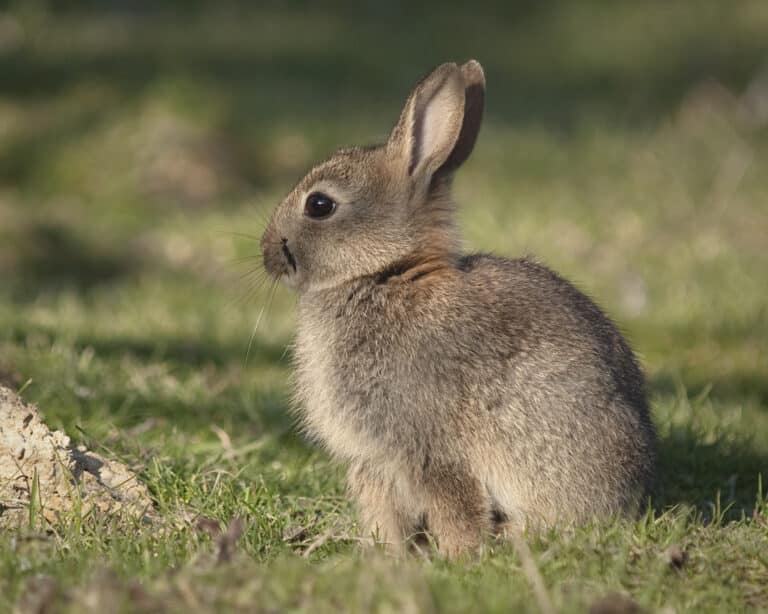 Rabbit (Oryctolagus cuniculus)
