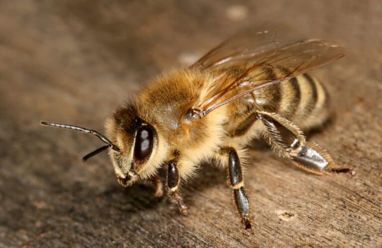 Apis mellifera carnica worker hive entrance 3