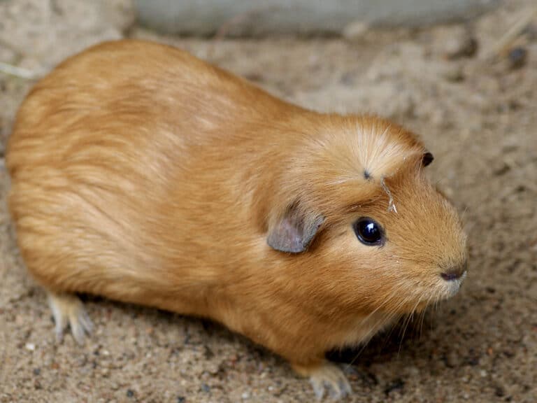 Caviidae Cavia porcellus 1
