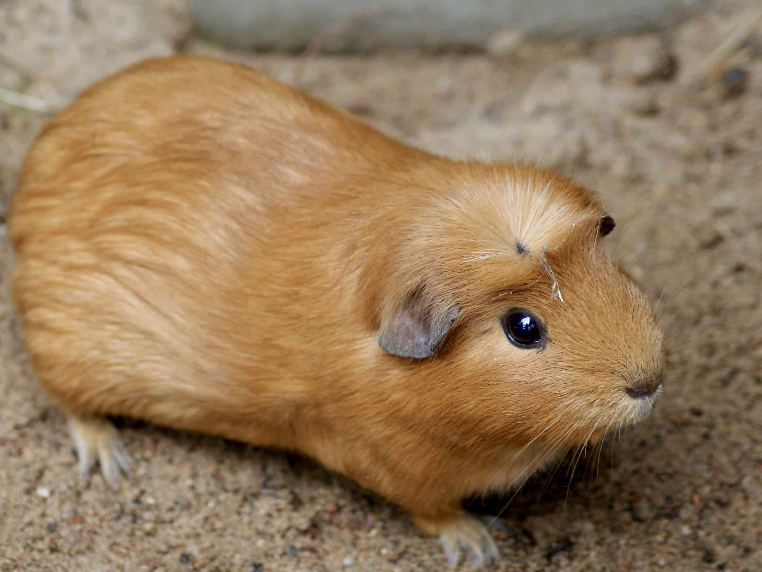 Caviidae Cavia porcellus 1