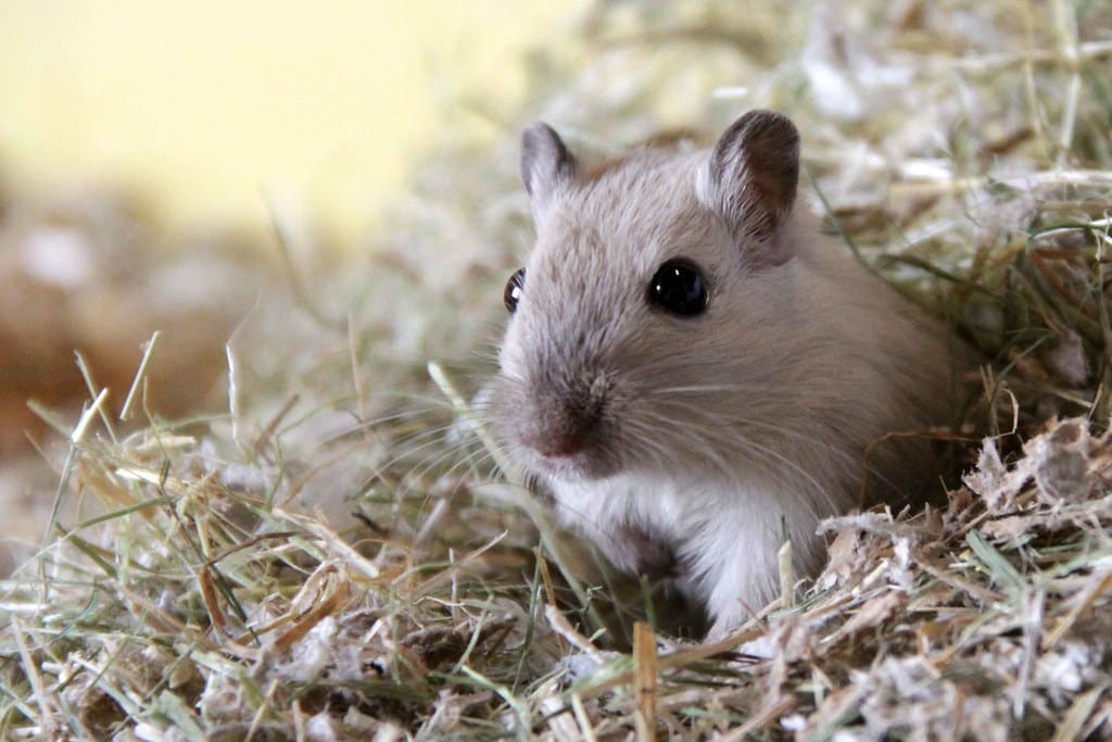 Gerbil
