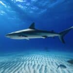 Full Shot of a Caribbean Reef Shark at Tiger Beach Bahamas