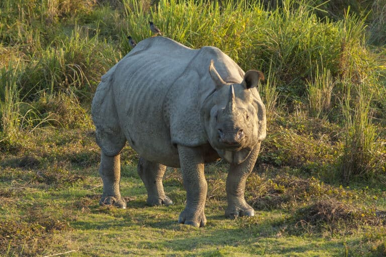 Rhinoceros unicornis, Kaziranga (2006)