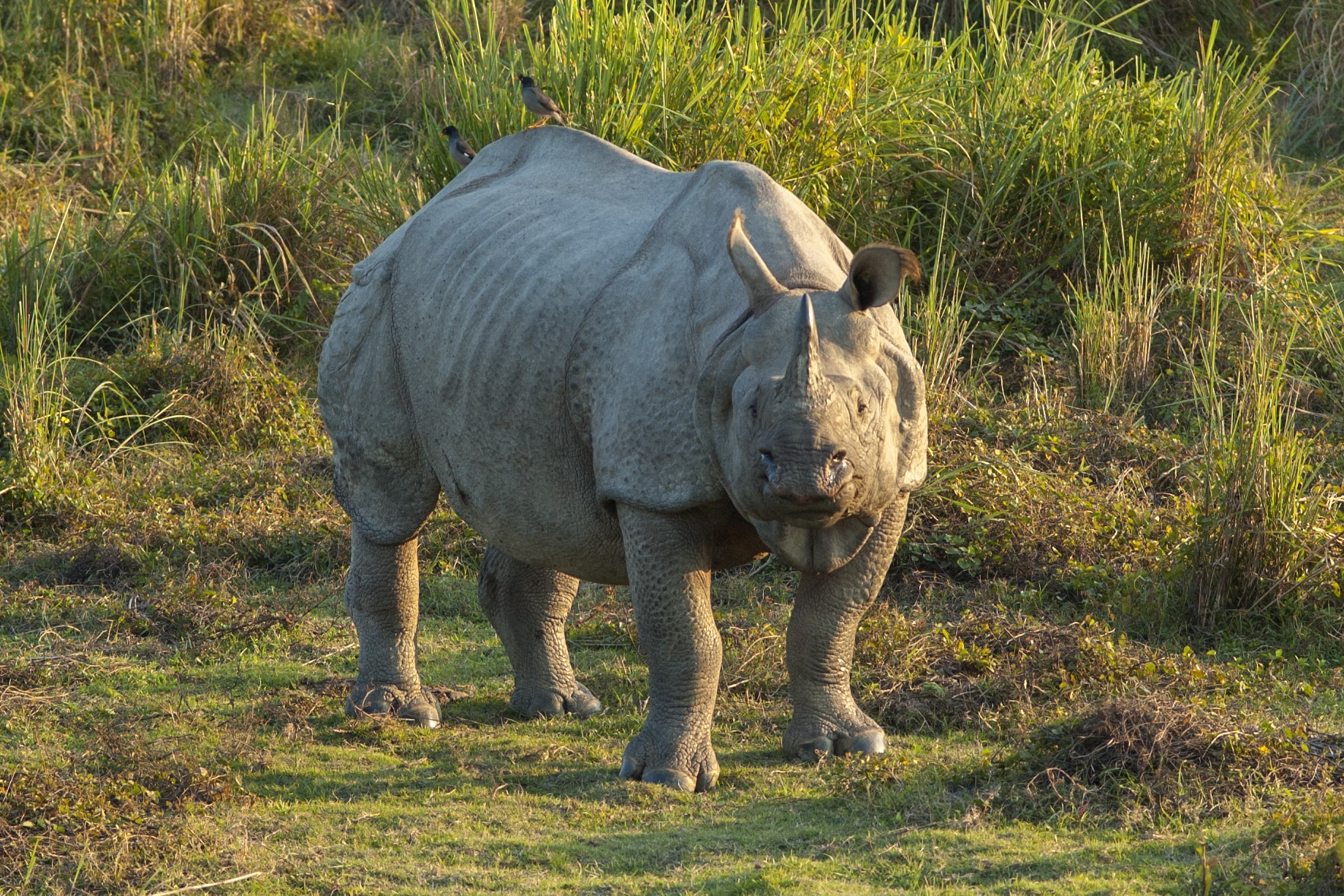 Rhinoceros unicornis, Kaziranga (2006)